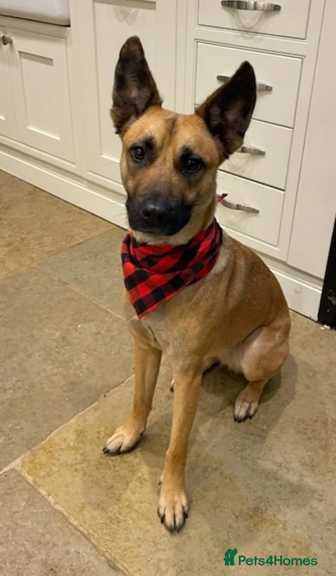 Mixed Breed dogs for sale: Lovely Luna - Advert 3