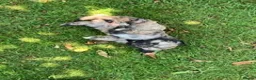 Shihpoo dogs for sale: SHIH POO PUPPIES  RARE SHADES & A DOBIE in Fordingbridge - Advert 3