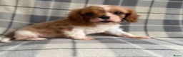 Cavalier King Charles Spaniel dogs for sale: Beautiful little boy Cavalier King Charles  - Advert 9