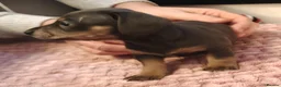 Miniature Dachshund dogs for sale: Beautiful miniature dachshund puppies  in Liverpool - Advert 10