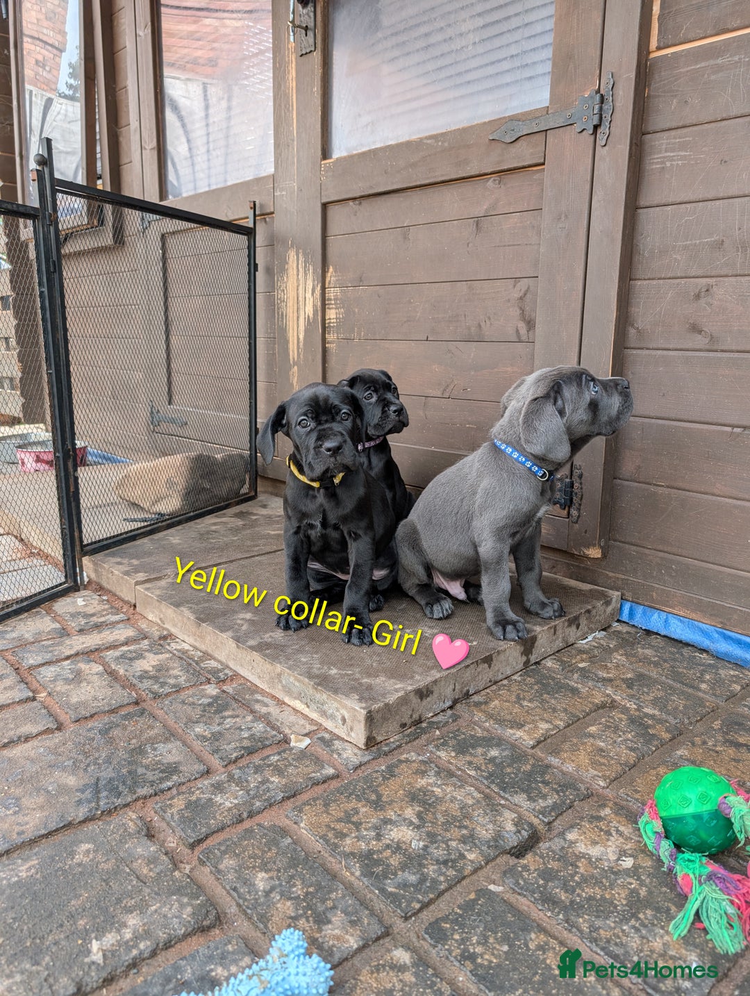 Cane Corso dogs for sale: Cane corso puppies.. - Image 35