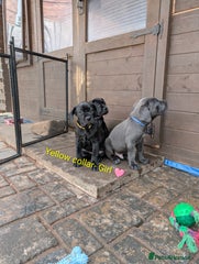 Cane Corso Puppy 9