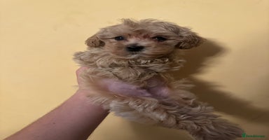 Maltipoo dogs - Advert 1