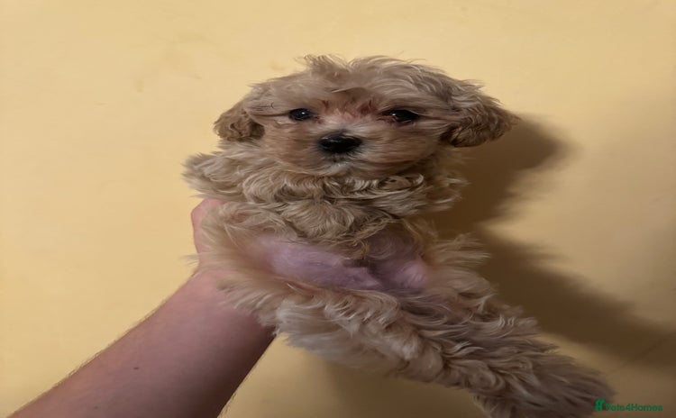 Maltipoo dogs - Advert 10