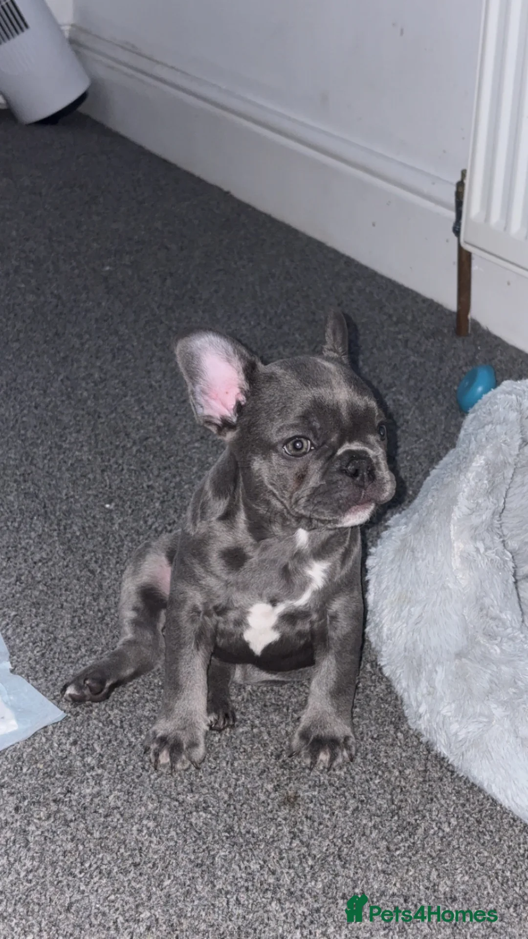 French Bulldog dogs for sale: male french bull dog in Brighouse - Advert 3