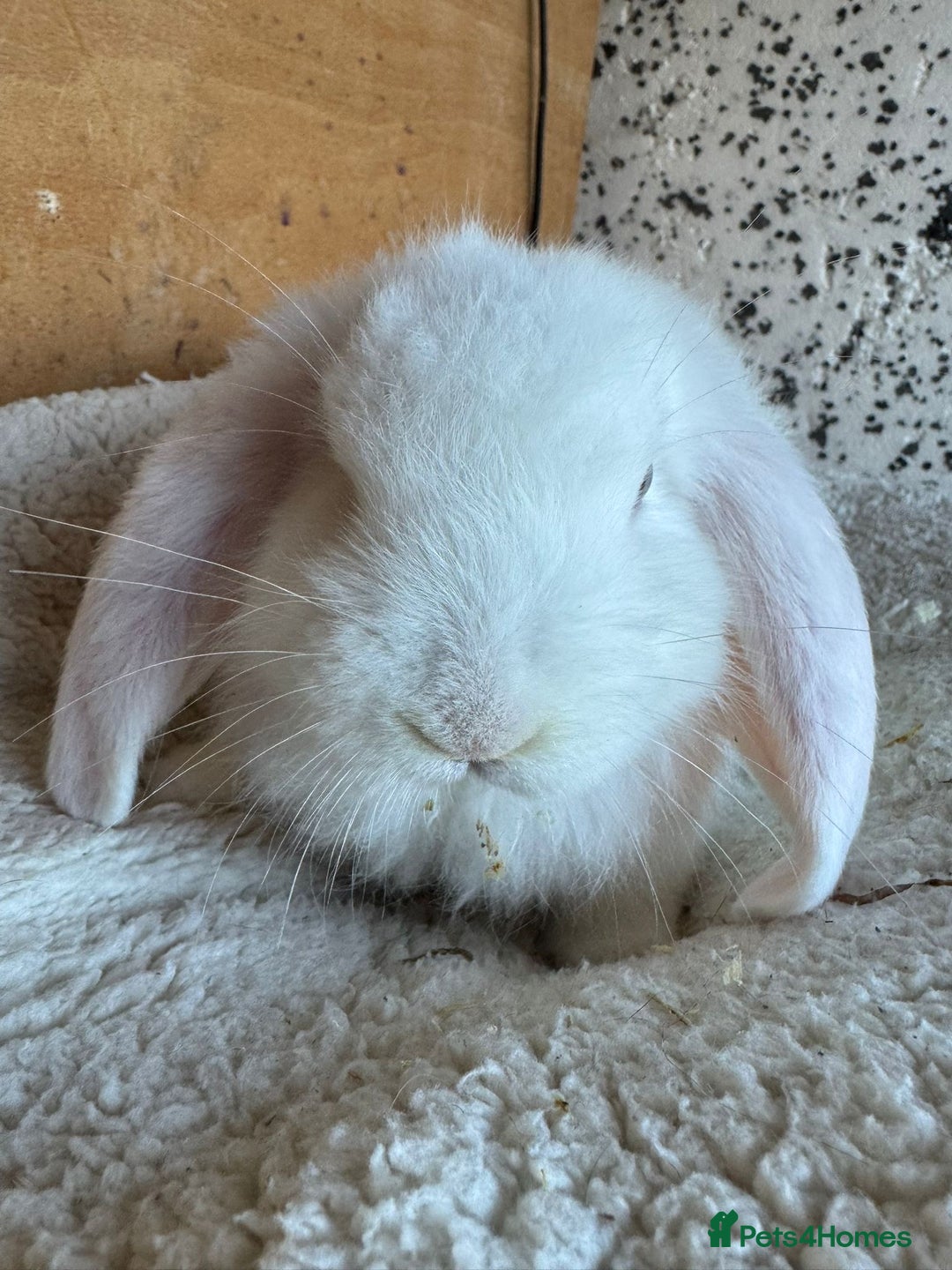 French Lop rabbits for sale: Purebred French Lop baby rabbits for sale  - Advert 21