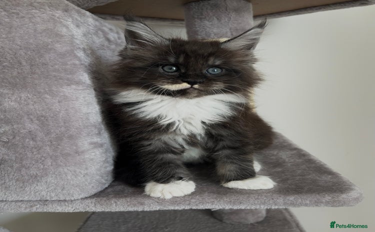 Maine Coon cats - Advert 15