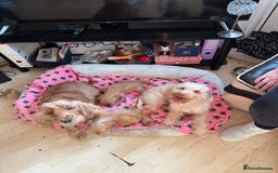 Cockapoo dogs for sale: Cockapoo show type F1 (toy) - Image 1