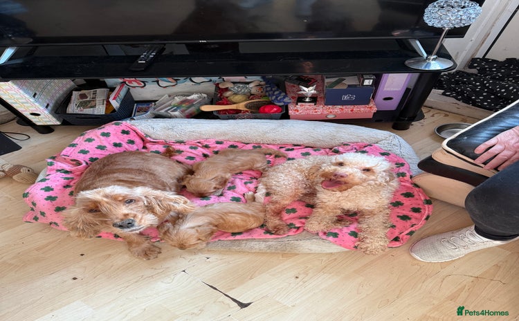 Cockapoo dogs - Advert 10