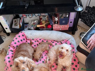 Cockapoo dogs - Advert 12