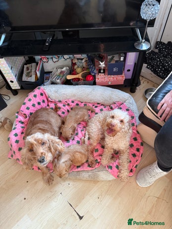 Cockapoo dogs - Advert 15