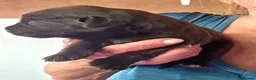 Cockerdor dogs for sale: Beautiful chocolate Springador puppies  - Advert 11
