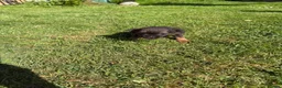 Border Terrier dogs for sale: Border terrior puppy’s  - Advert 8