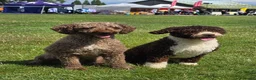 Spanish Water Dog dogs for sale: Lendever Spanish Water Dog Puppies  - Advert 11