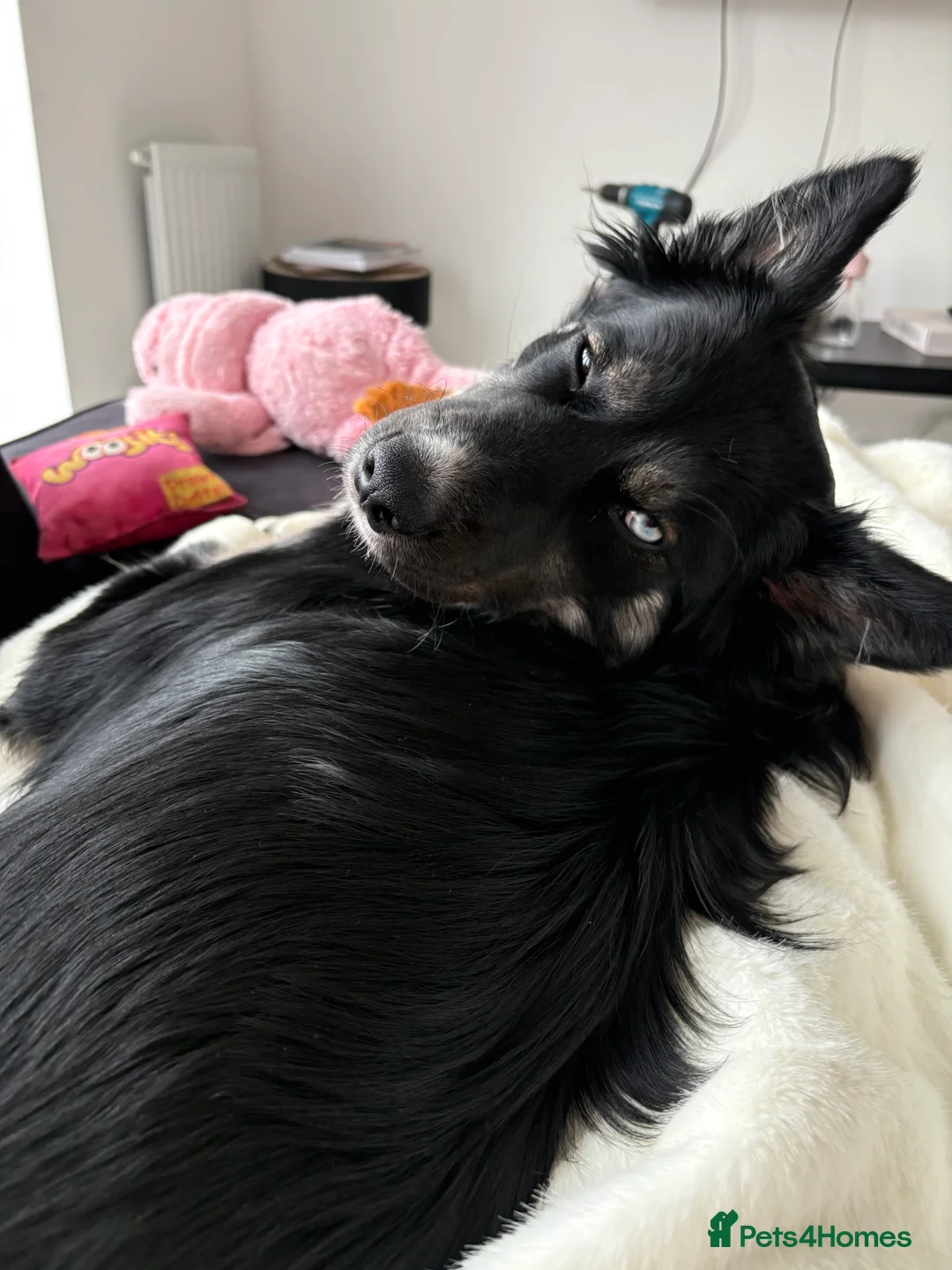 Mixed Breed dogs for sale: Gorgeous Husky x Border Collie Mix - Advert 2