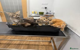Bengal cats for sale: Gorgeous Bengal / Persian X kittens - Image 6