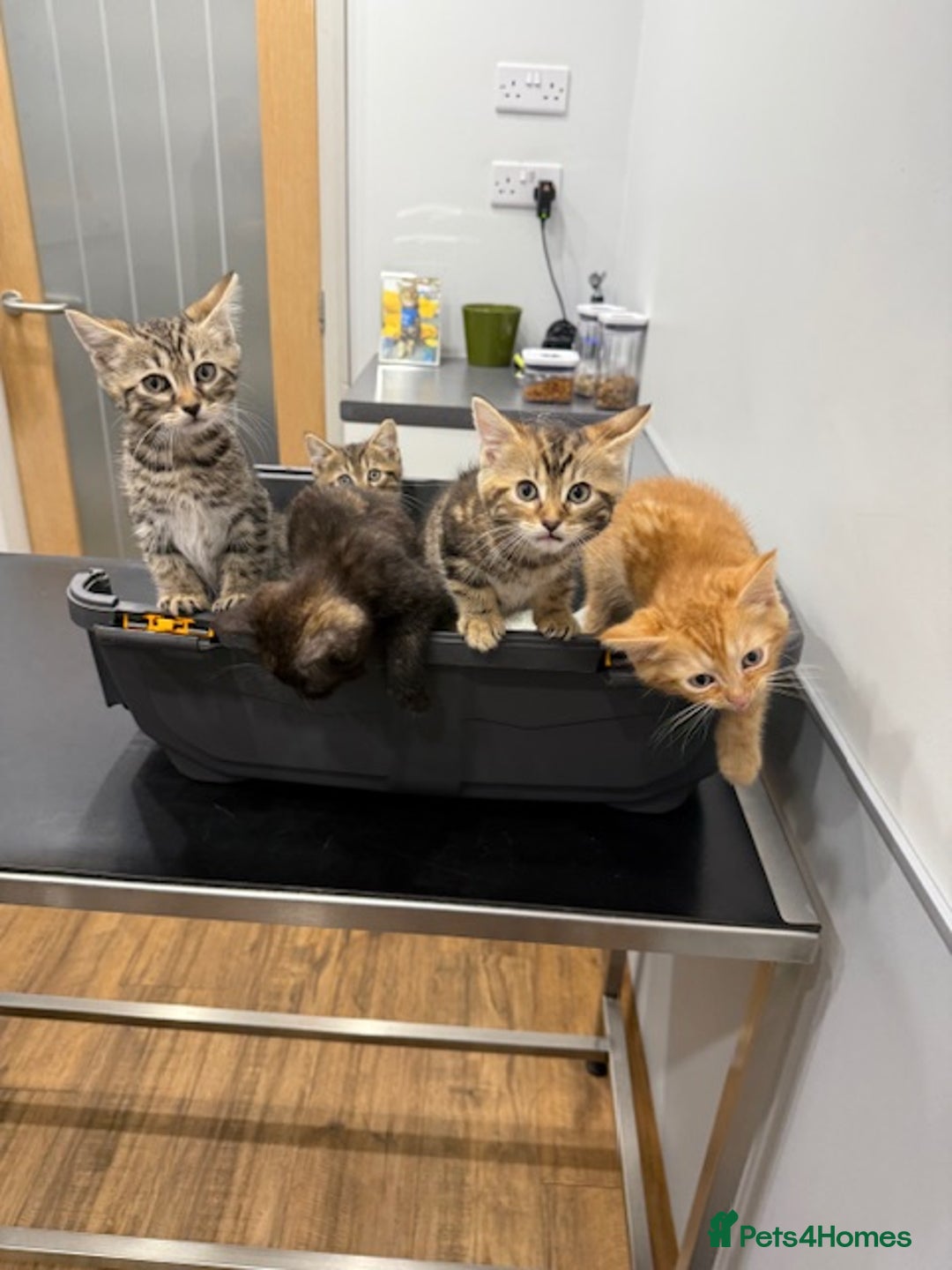Bengal cats for sale: Gorgeous Bengal / Persian X kittens - Image 6