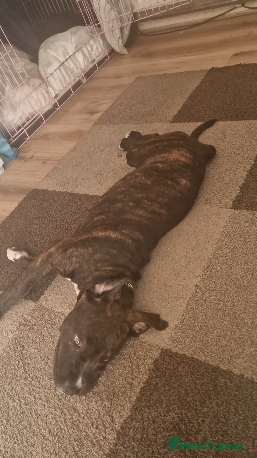 Mixed Breed dogs for sale: American bulldog  - Advert 3