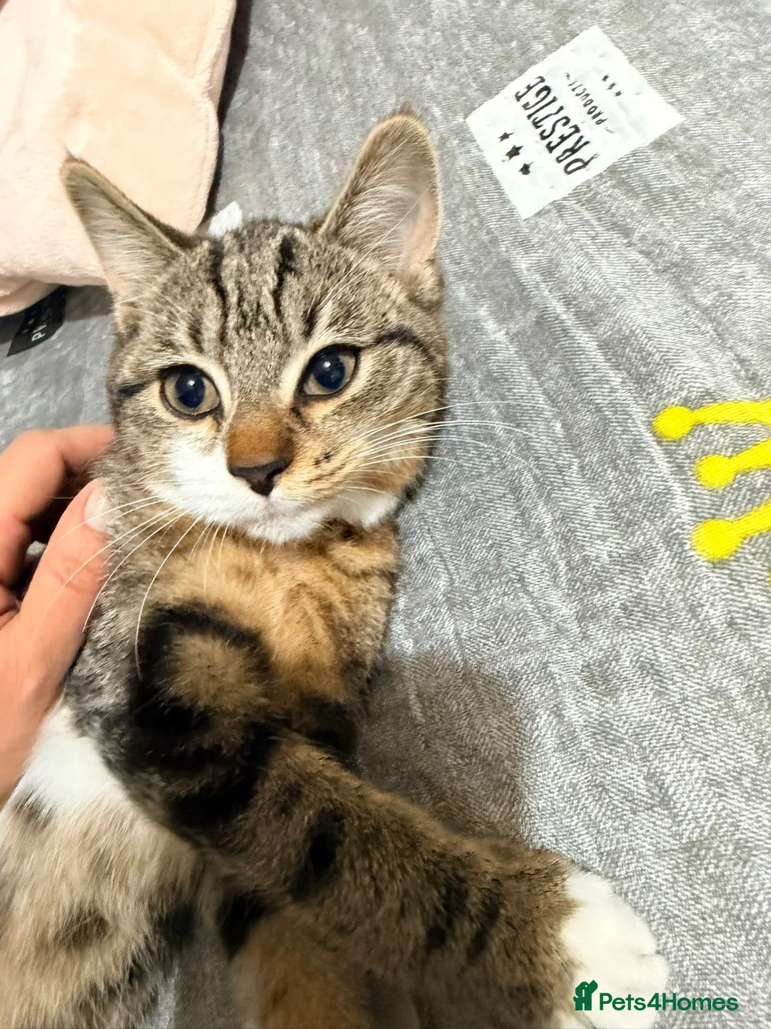 Mixed Breed cats for sale: Mix breed - Advert 2