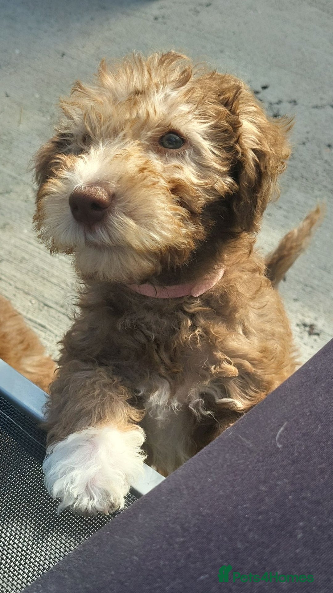 Bedlington Terrier dogs for stud: Bedlington terrier for stud  - Advert 12