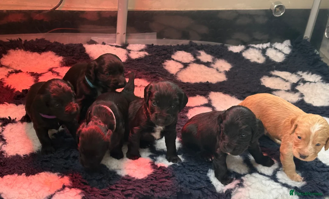 Cocker Spaniel dogs for sale: KC Registered Cocker Spaniel Puppies For Sale  in Cheltenham - Advert 2