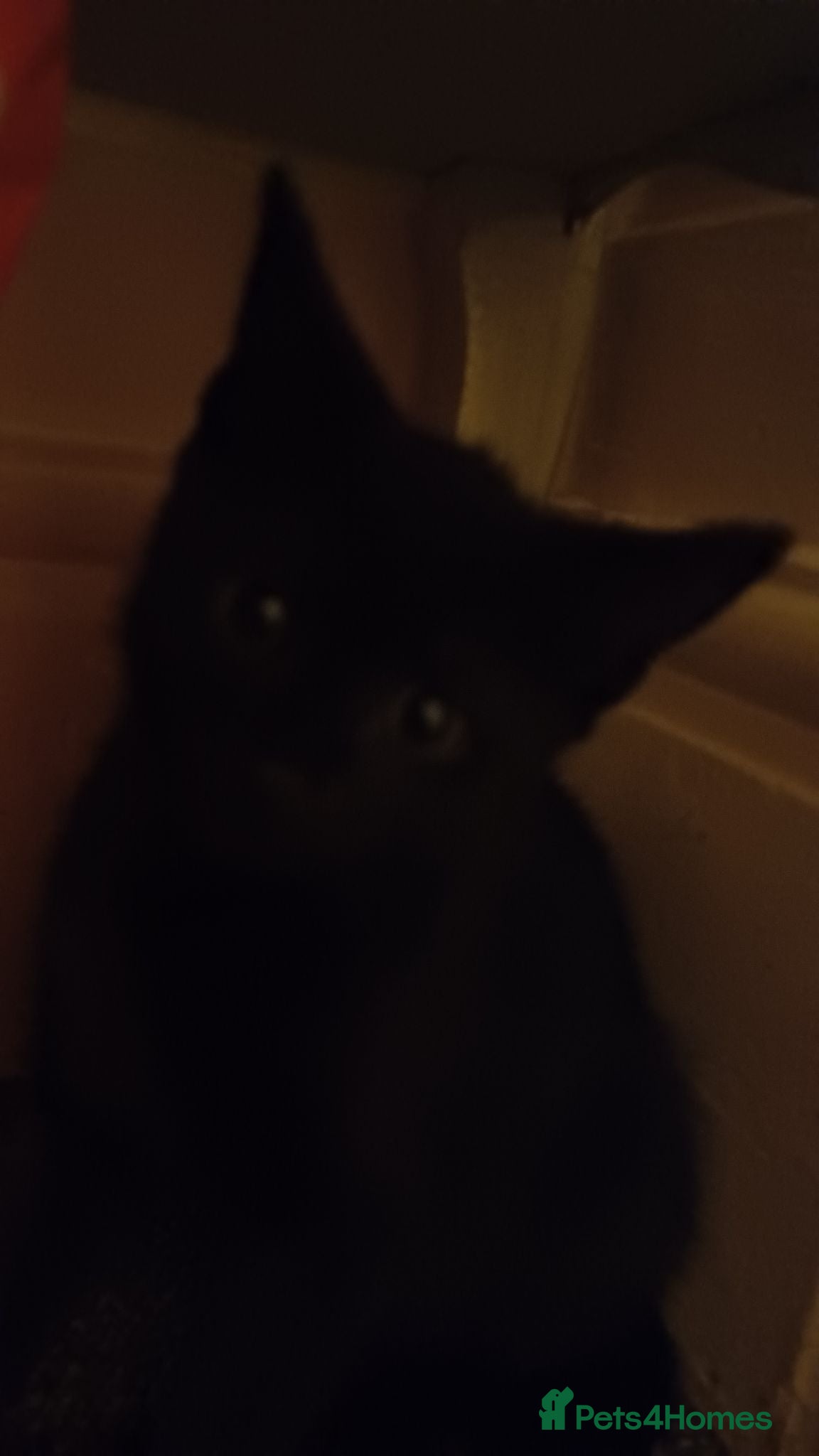 Mixed Breed cats 2boys & 2girls  - Advert 1