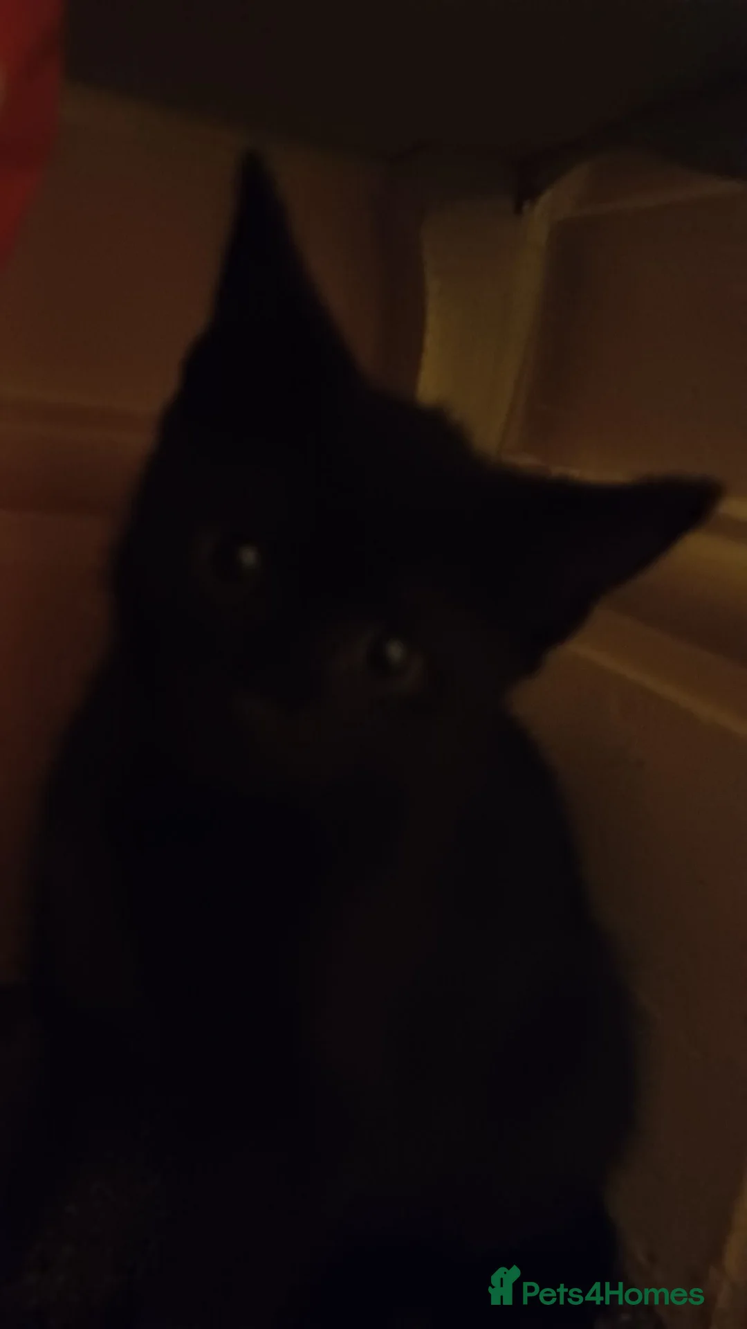Mixed Breed cats for sale: 2boys & 2girls  - Advert 1