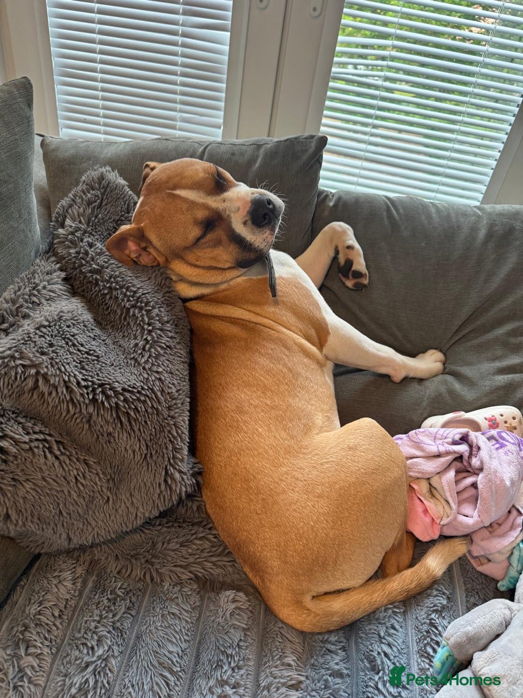 Staffordshire Bull Terrier dogs for sale: staffy for sale  - Image 9