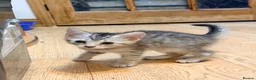 Mixed Breed cats for sale: Beautiful Kittens  - Advert 8