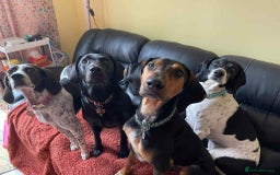 Mixed Breed dogs for adoption: Roxie – A Gentle Soul Ready for Her Forever Home - Image 11