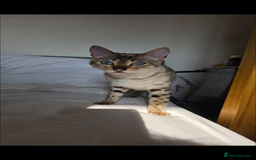 Bengal cats for sale: Female bengal kittens for sale  - Image 13