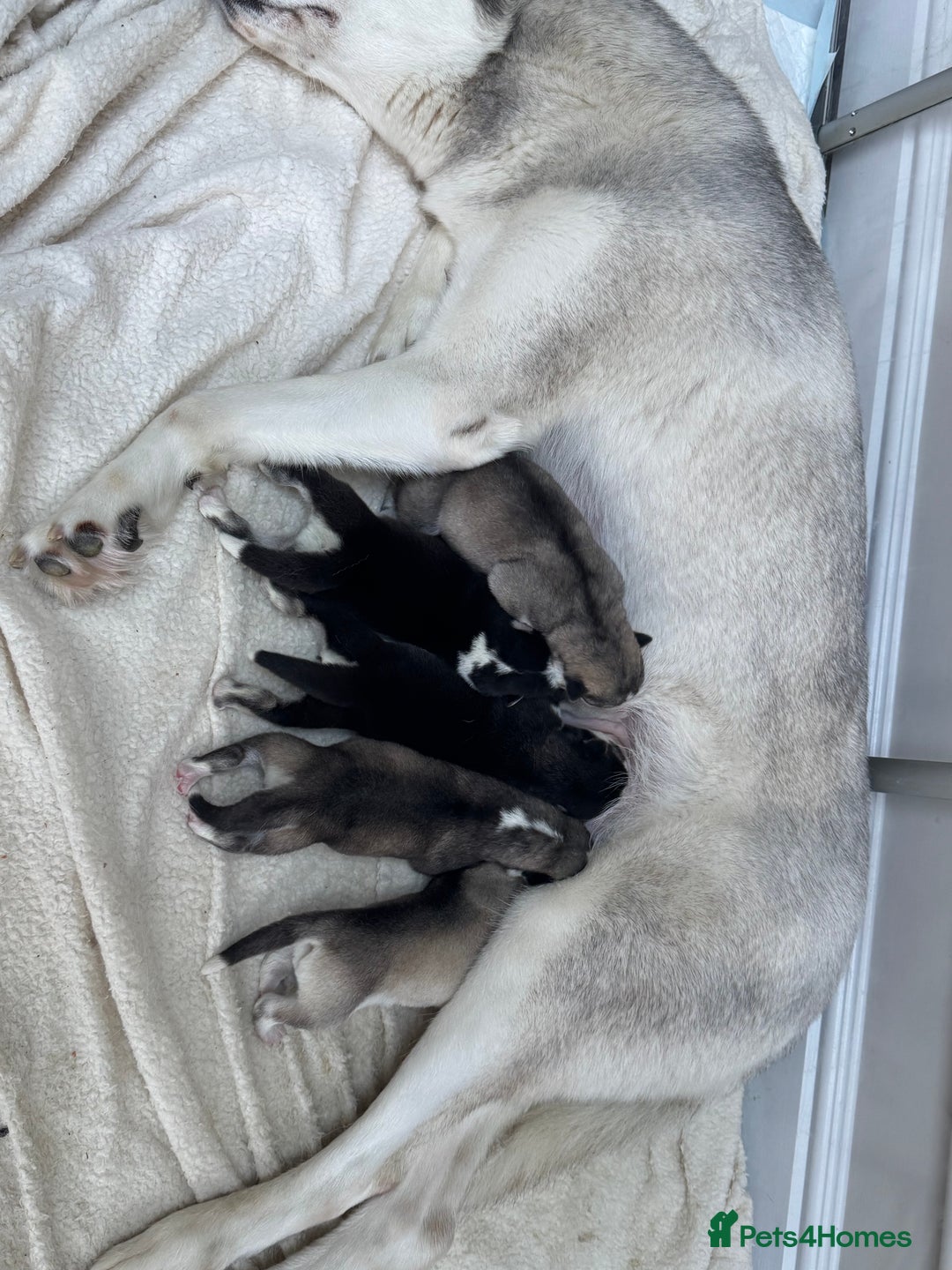 Siberian Husky dogs for sale: KC REGISTERED SIBERIAN HUSKYS MOM/DAD CAN BE SEEN - Advert 14