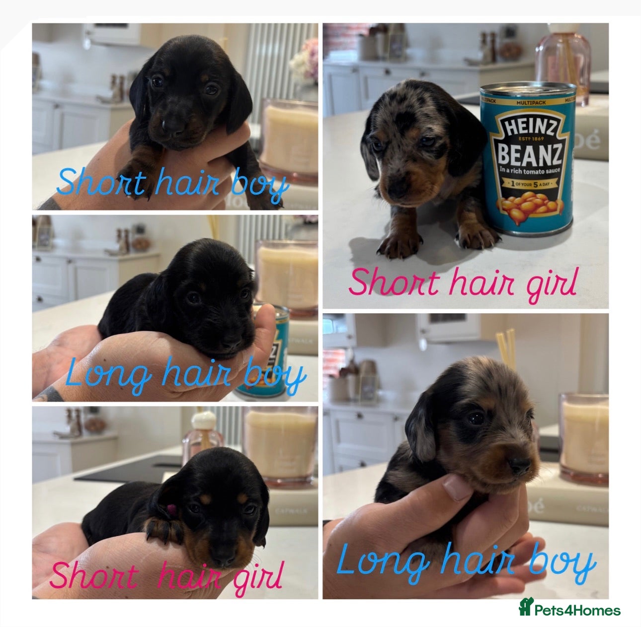 Miniature Dachshund dogs Long hair/short hair miniature dachshund💖 - Advert 1
