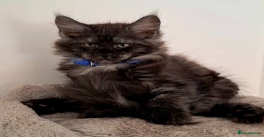 Maine Coon cats in Chichester - Advert 14