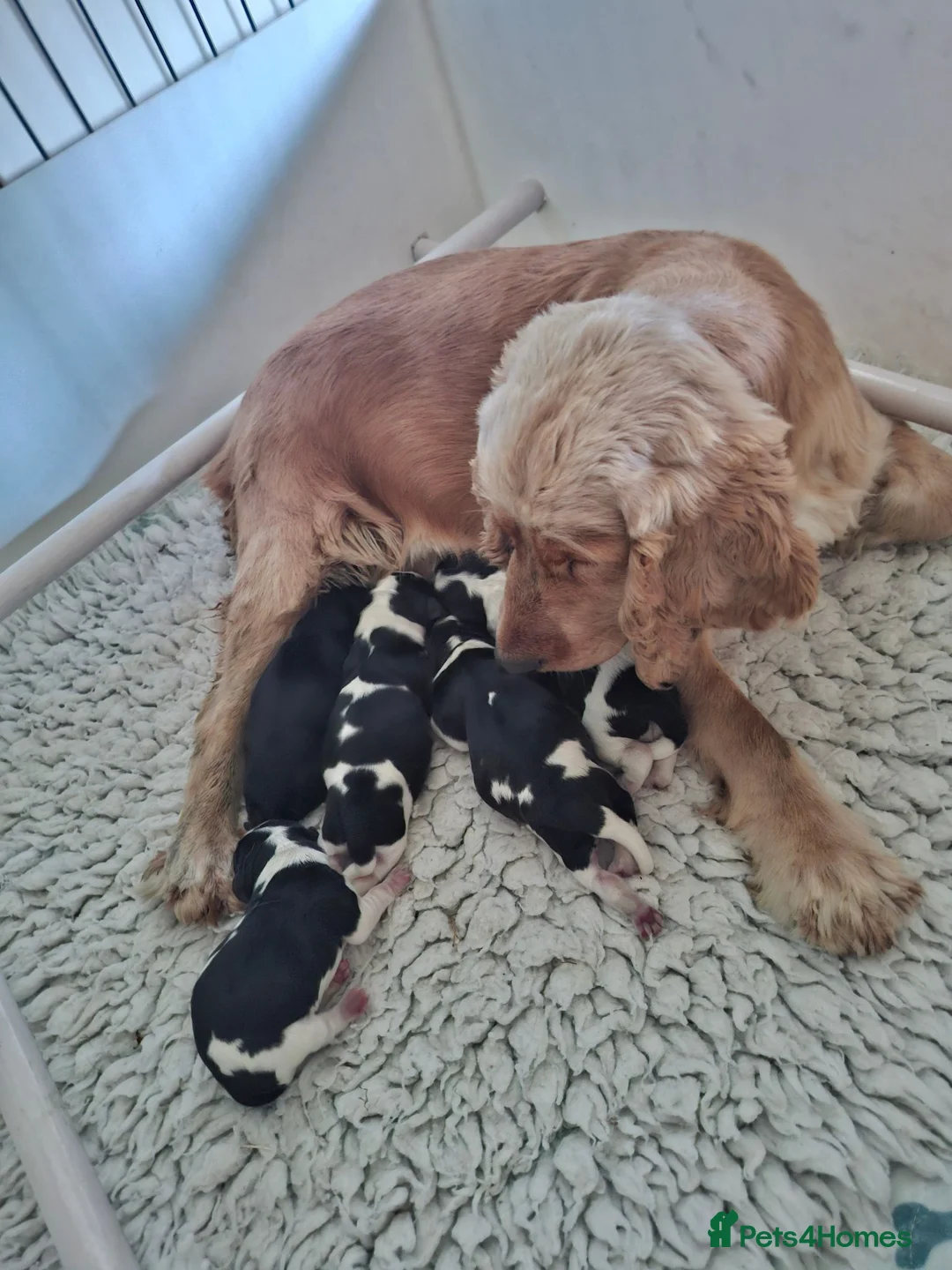 Cockalier dogs for sale: Cockalier girls.DNA health tested parents  - Advert 1