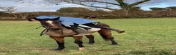 Irish Sports horses for sale: Fantastic opportunity to produce  - Advert 11