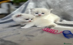 Ragdoll cats for sale: Beautiful Blue Tabby Ragdoll Fur Babies  - Image 15