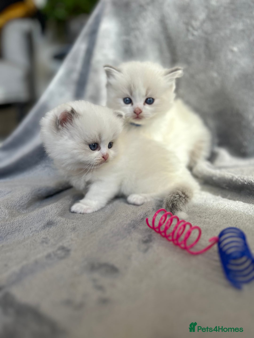 Ragdoll cats for sale: Beautiful Blue Tabby Ragdoll Fur Babies  - Image 15