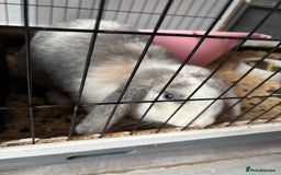 Mini Lop rabbits for sale: Rabbit for sale with cage and litter box - Image 2