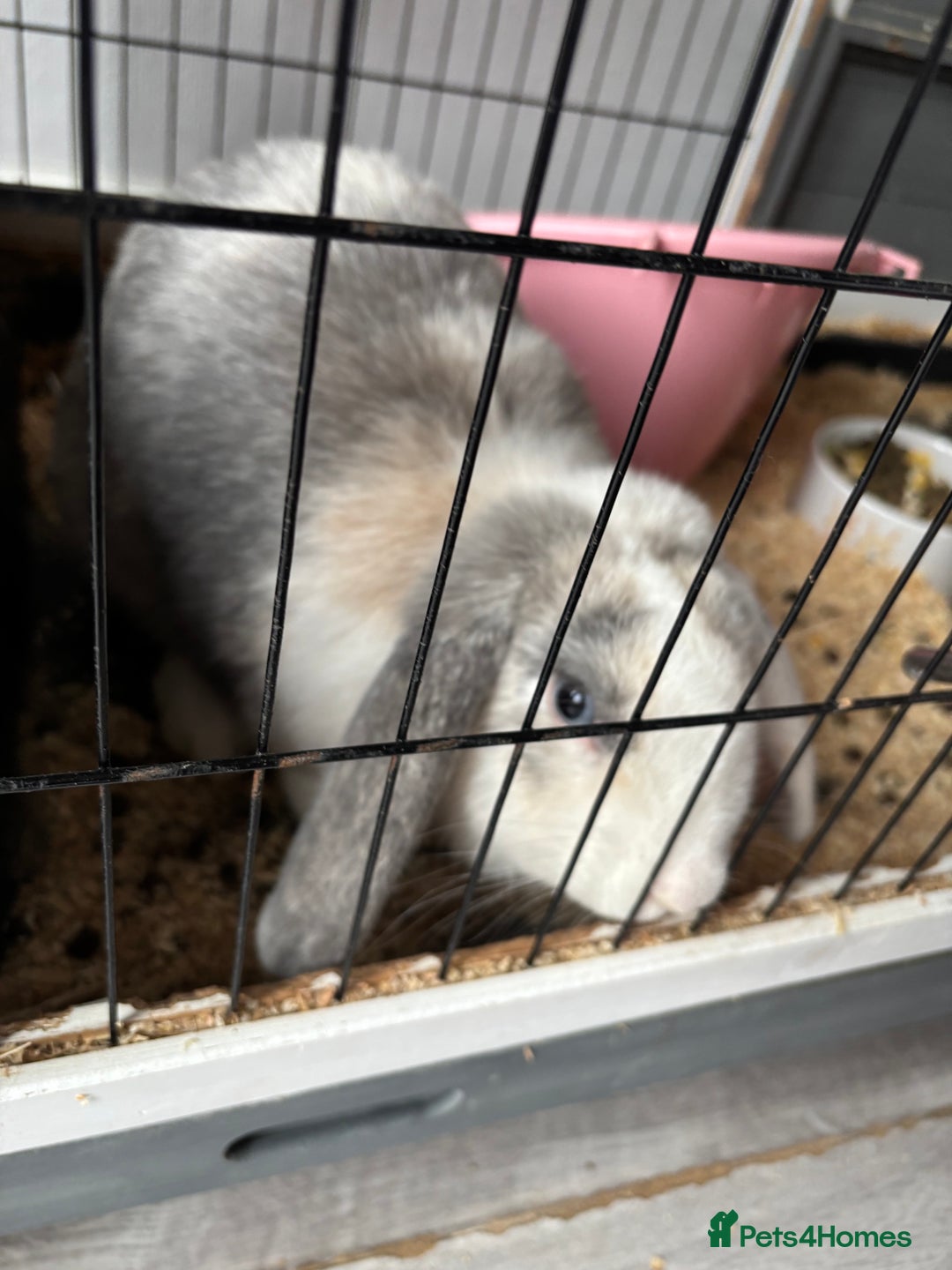 Mini Lop rabbits for sale: Rabbit for sale with cage and litter box - Image 2