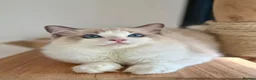 Ragdoll cats for sale: Ragdoll Male Kitten in Stoke-on-Trent - Advert 8