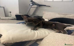 French Bulldog dogs for sale: Male grey french bulldog  - Image 8