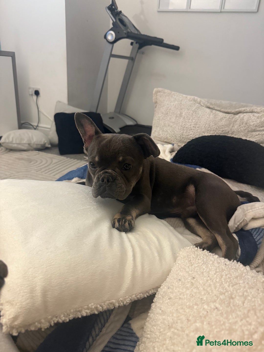 French Bulldog dogs for sale: Male grey french bulldog  - Image 8