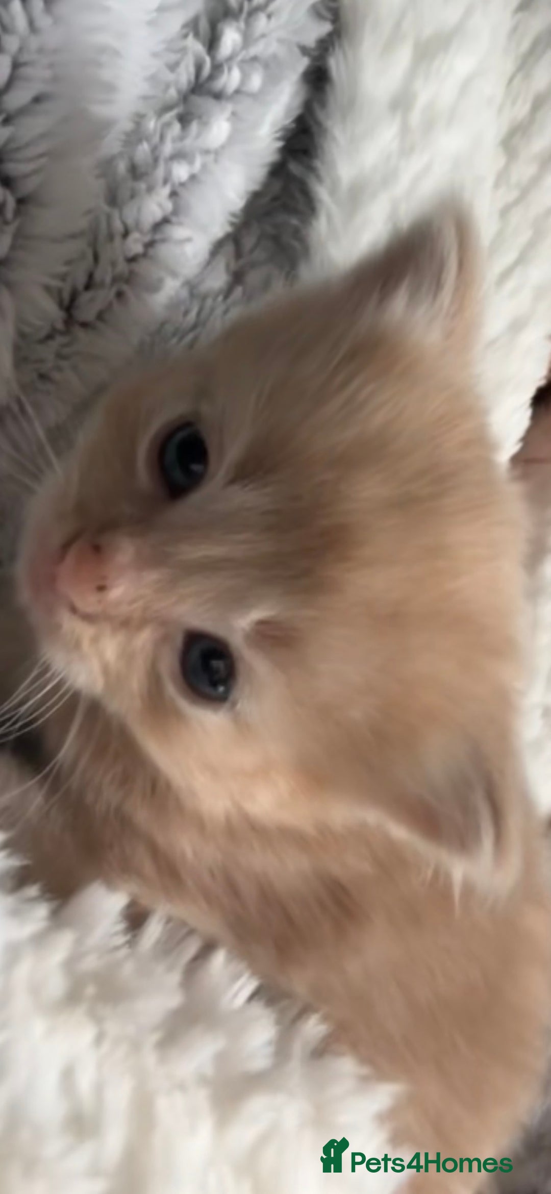 Mixed Breed cats for sale: Beautiful beige and grey kittens - Image 9