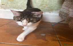 British Shorthair cats for sale: Two young female cats  - Image 3