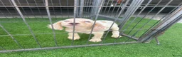 Cocker Spaniel dogs for sale: 4 cocker spaniel puppies  - Advert 4