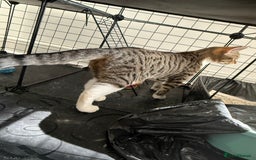 Mixed Breed cats for sale: Beautiful Tabby - Image 3