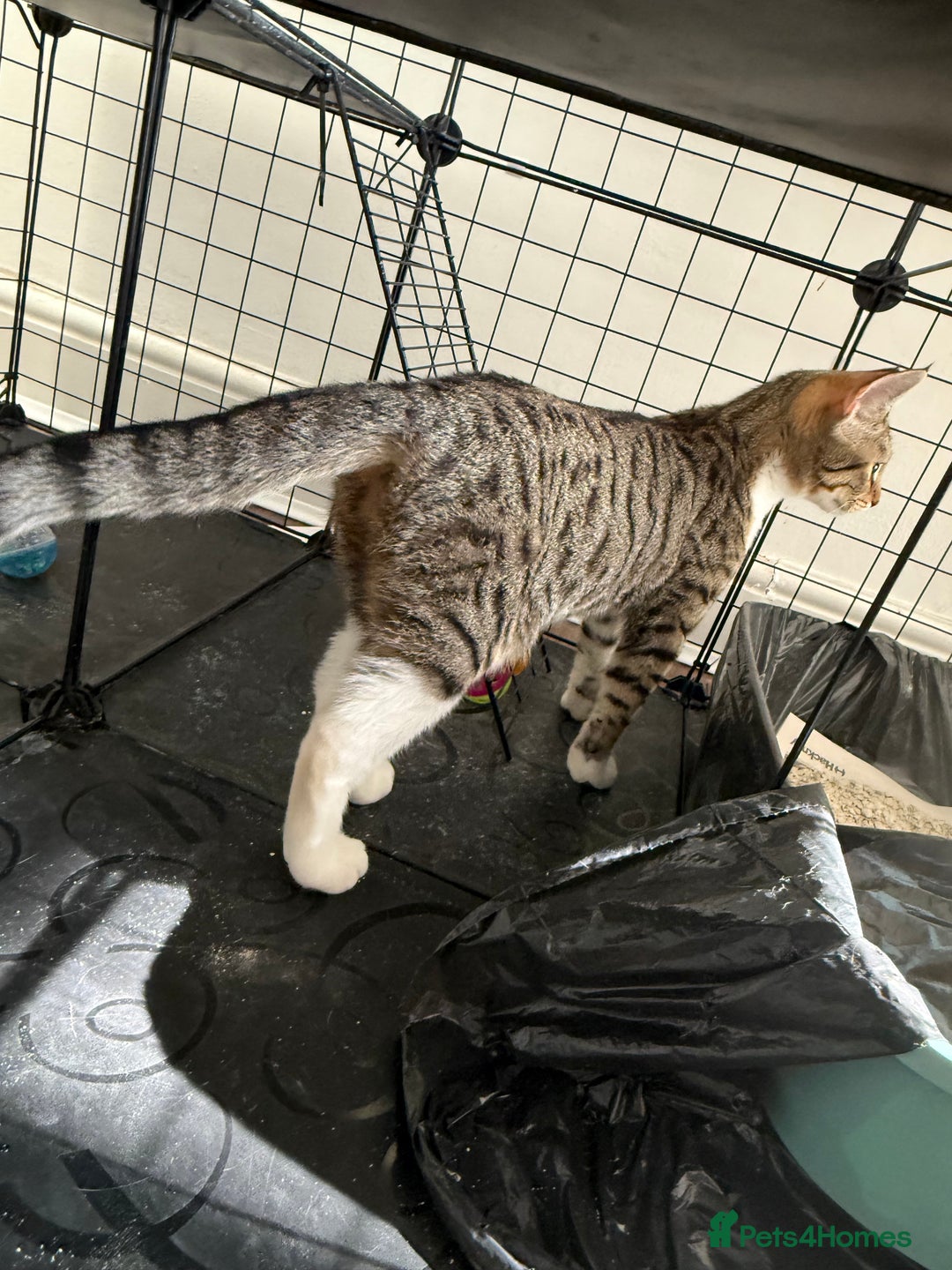 Mixed Breed cats for sale: Beautiful Tabby - Image 3