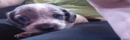 Chiweenie dogs for sale: Dachshund x Puppies  - Advert 11