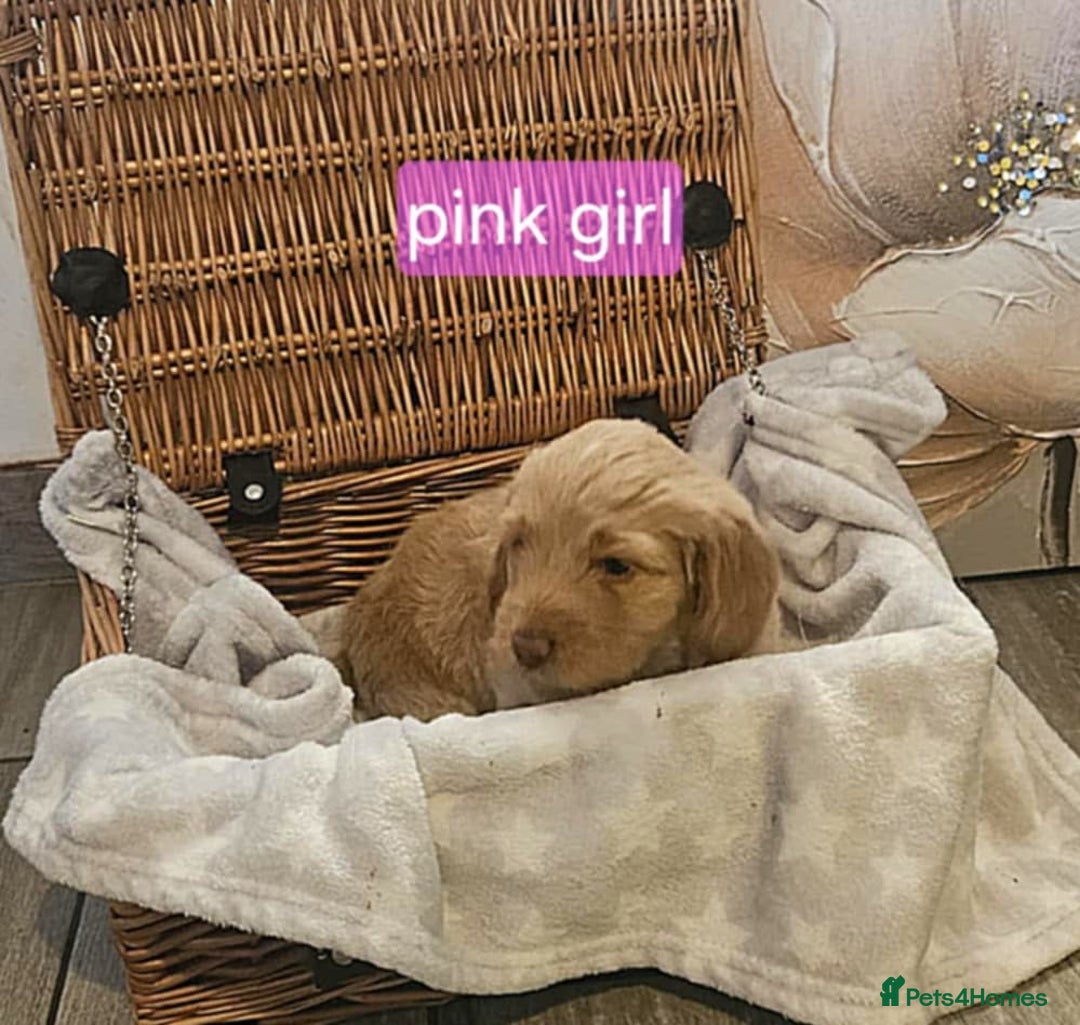 Cockapoo dogs for sale: F1B Cockapoo puppies - Image 8